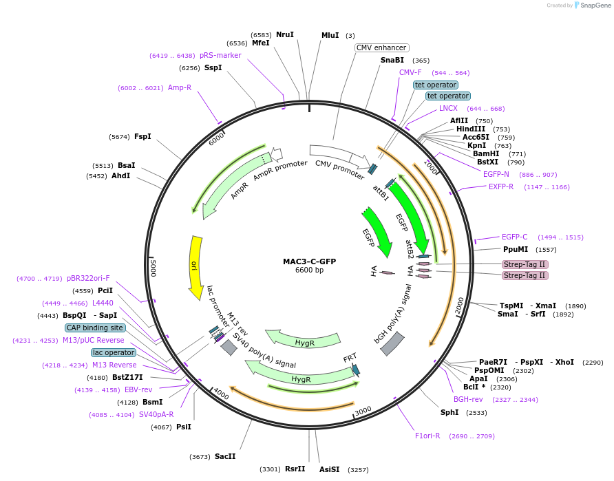 222601-plasmid-map-sequence-id-441419