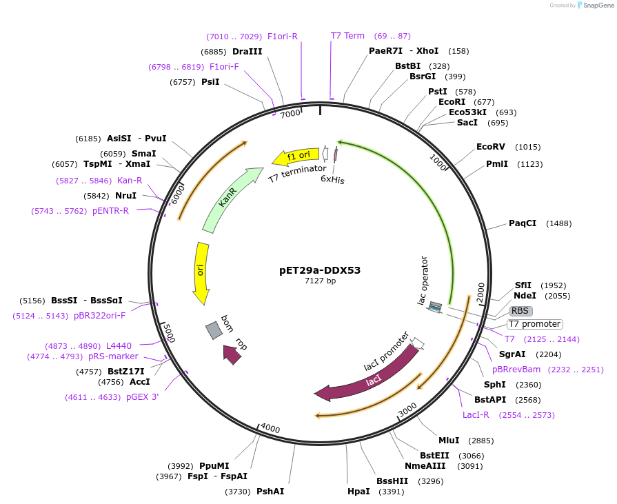 222205-plasmid-map-sequence-id-441437