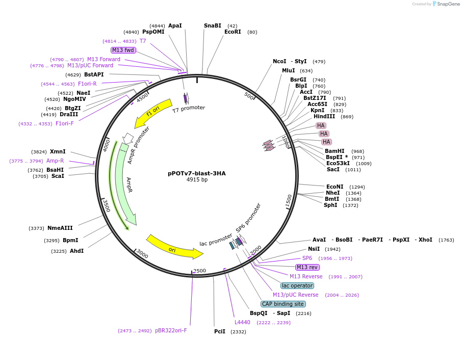 221048-plasmid-map-sequence-id-441439