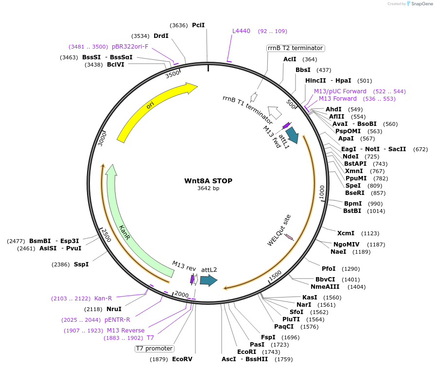 35879-plasmid-map-sequence-id-44145