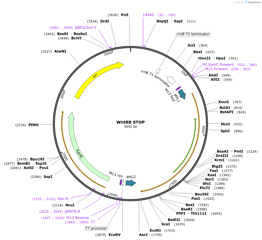 35880-plasmid-map-sequence-id-44146