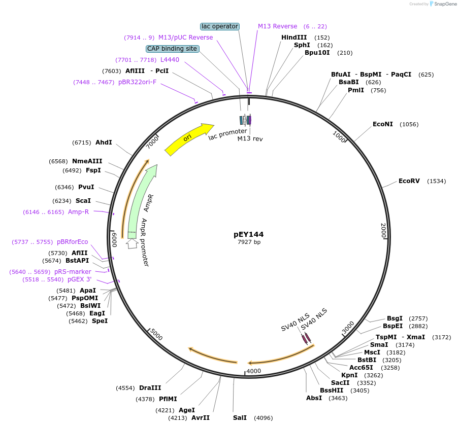 223491-plasmid-map-sequence-id-441588