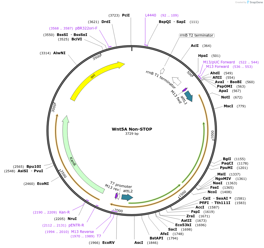 35893-plasmid-map-sequence-id-44159