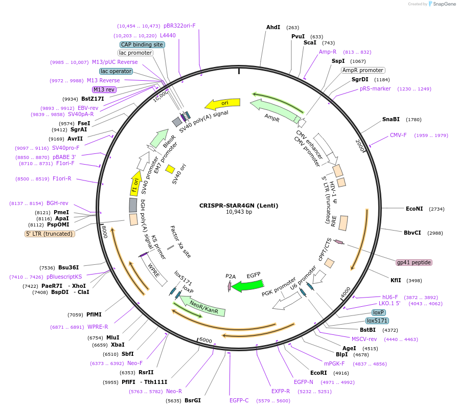 222693-plasmid-map-sequence-id-441592