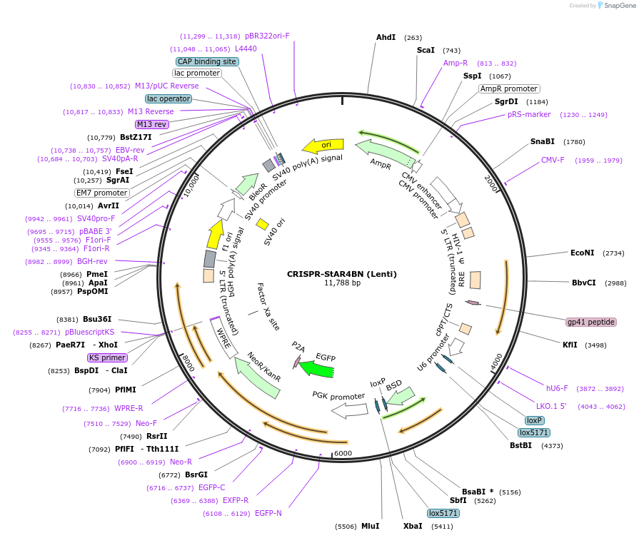 222692-plasmid-map-sequence-id-441593