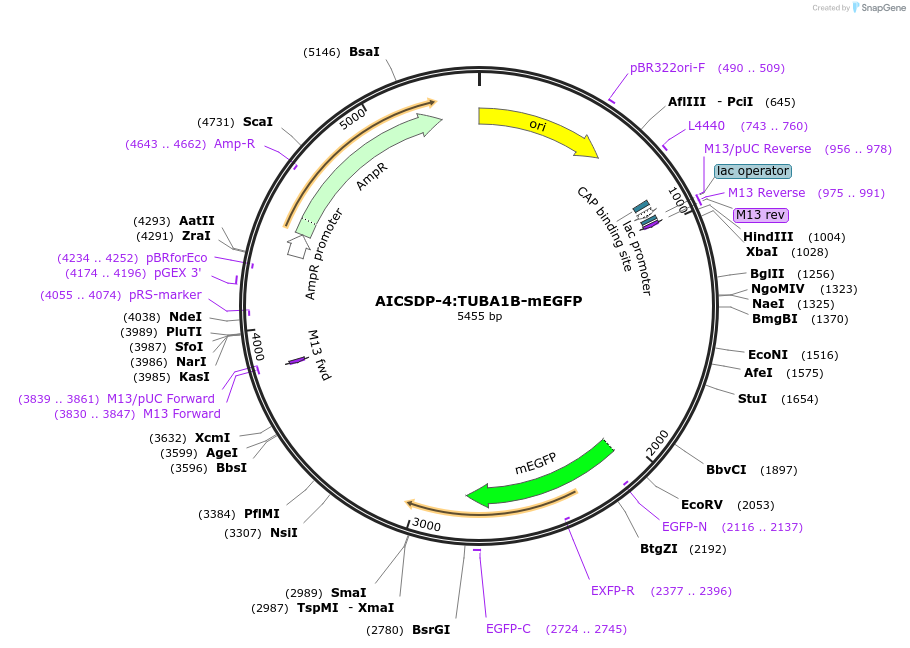 87421-plasmid-map-sequence-id-441601