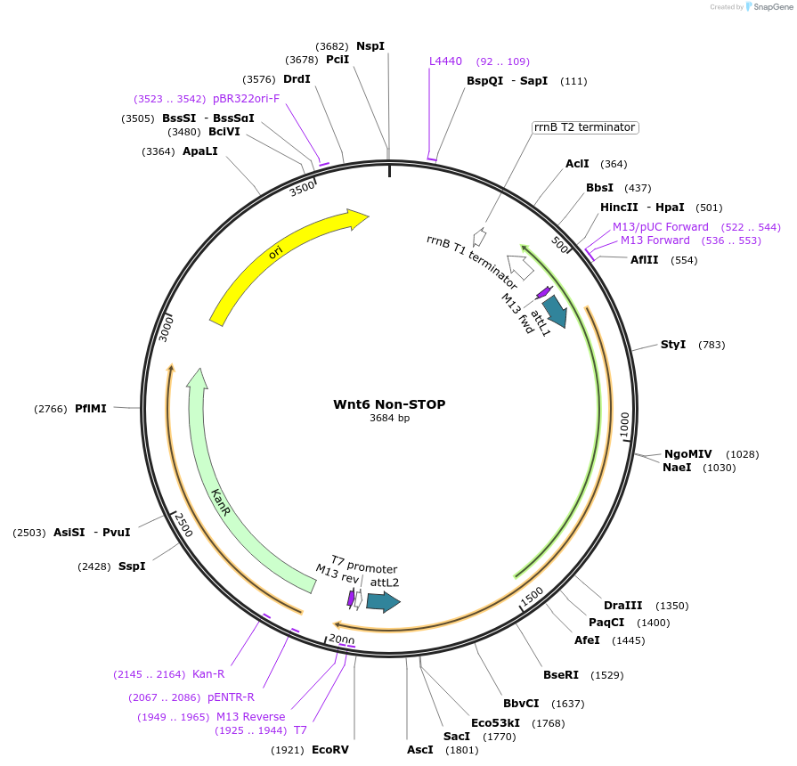 35895-plasmid-map-sequence-id-44161
