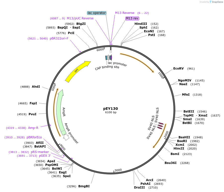 223477-plasmid-map-sequence-id-441617