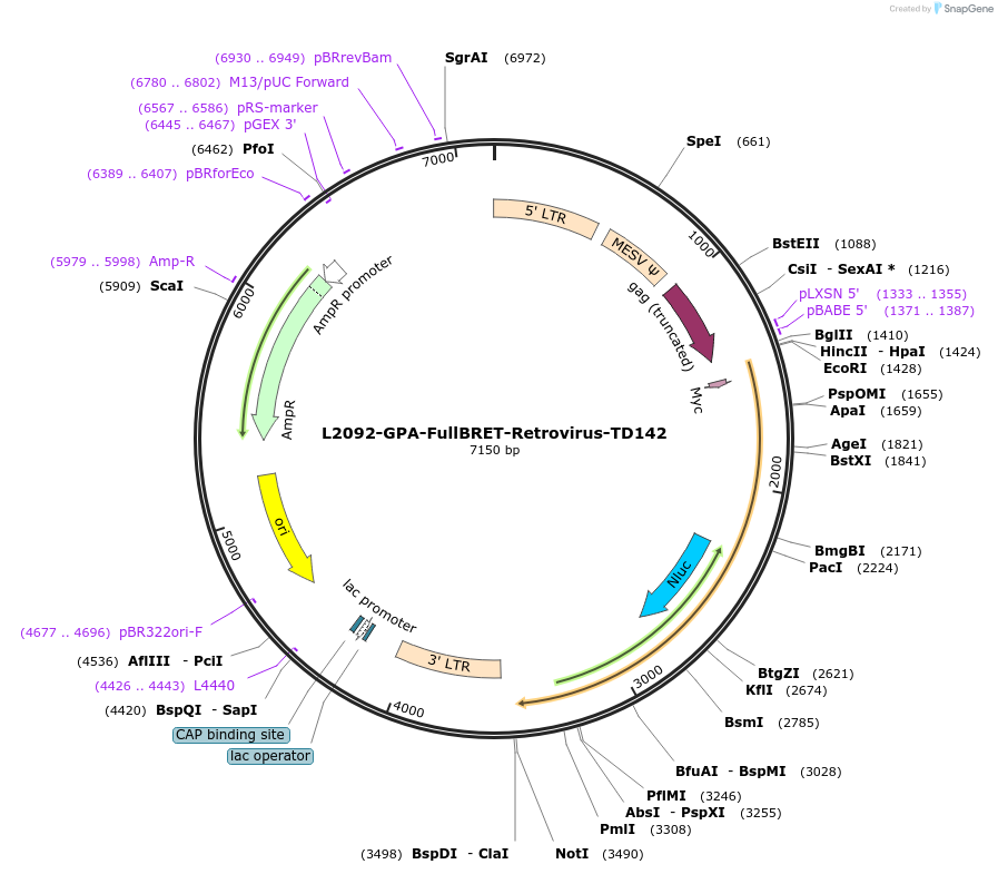 222877-plasmid-map-sequence-id-441620