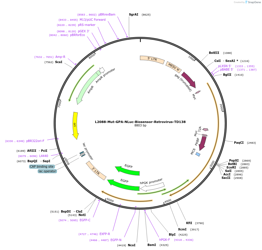 222876-plasmid-map-sequence-id-441621
