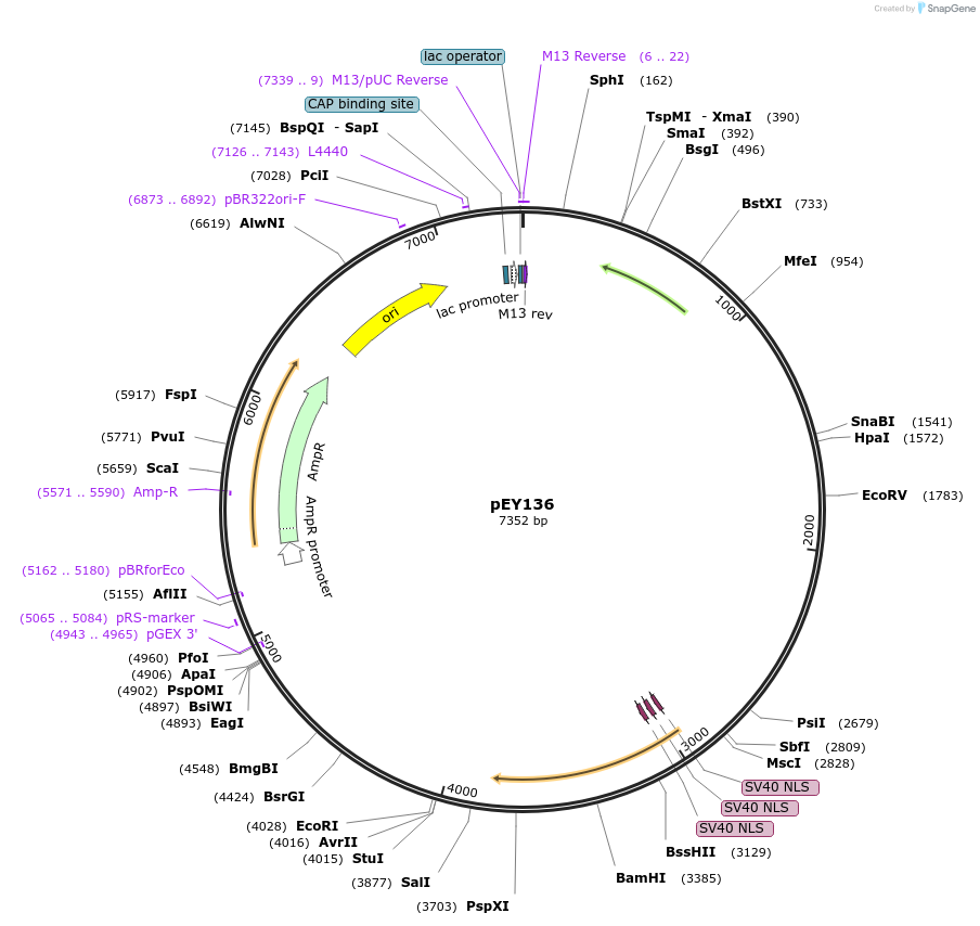 223483-plasmid-map-sequence-id-441628