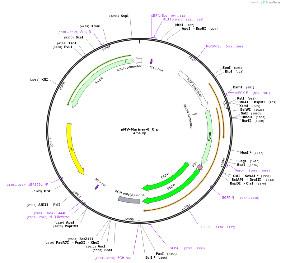 217238-plasmid-map-sequence-id-441630