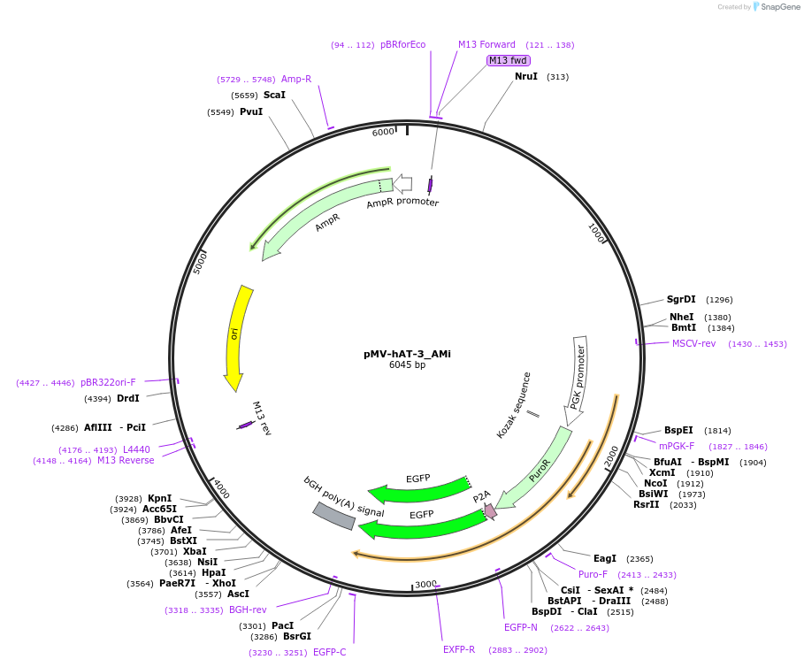 217240-plasmid-map-sequence-id-441631