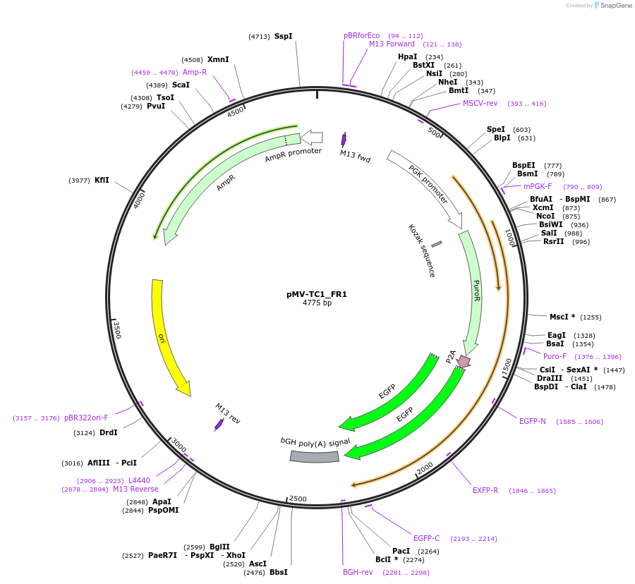 217241-plasmid-map-sequence-id-441632