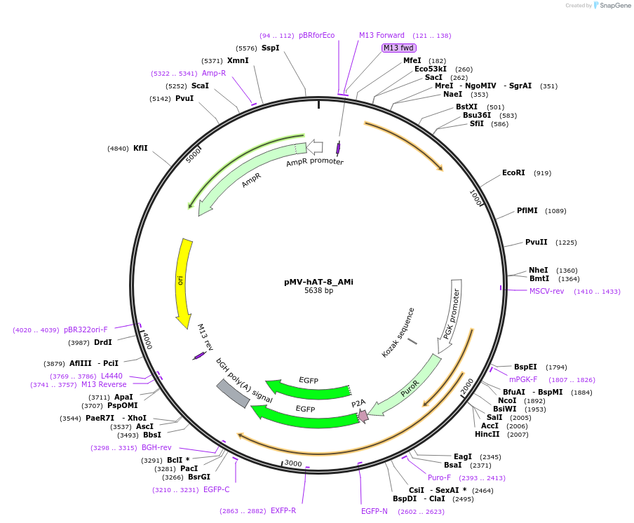 217243-plasmid-map-sequence-id-441635