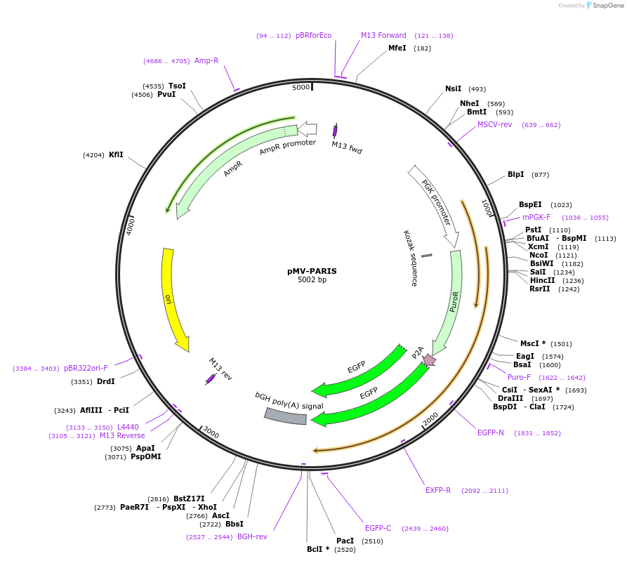 217244-plasmid-map-sequence-id-441636