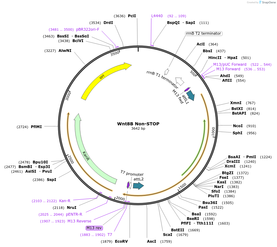 35899-plasmid-map-sequence-id-44165