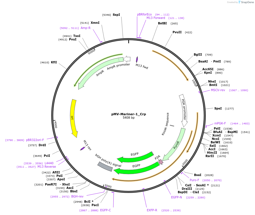 217248-plasmid-map-sequence-id-441656