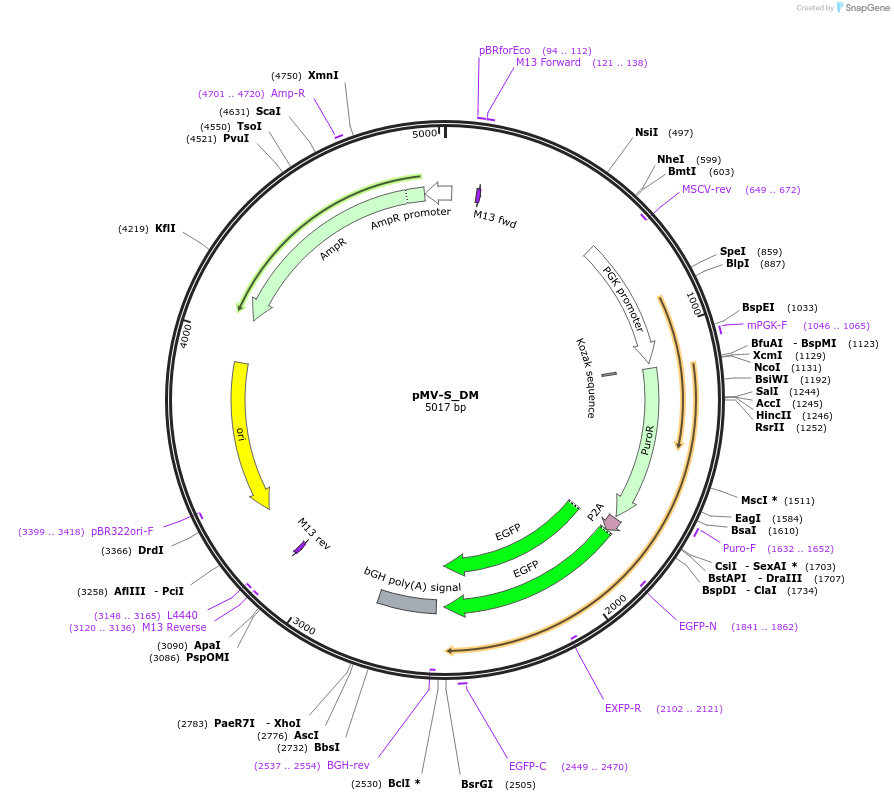 217249-plasmid-map-sequence-id-441657
