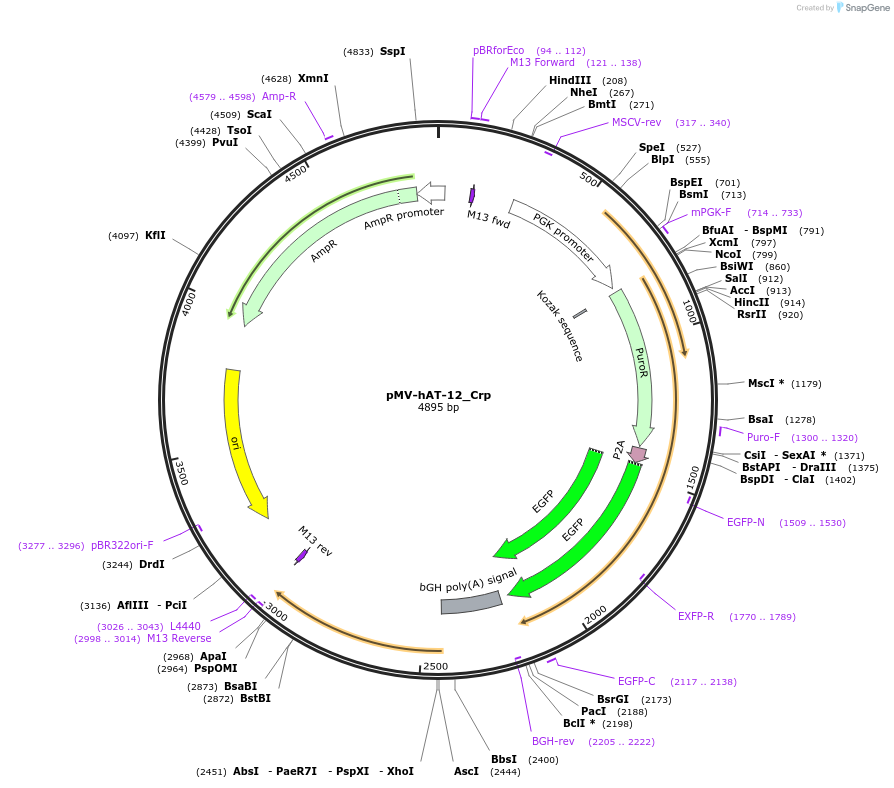 217250-plasmid-map-sequence-id-441658