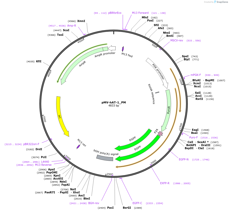 217251-plasmid-map-sequence-id-441659