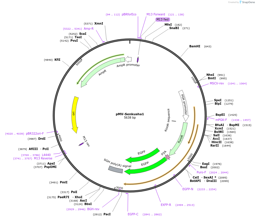 217252-plasmid-map-sequence-id-441660