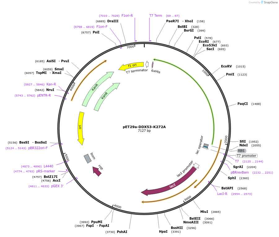 222215-plasmid-map-sequence-id-441662