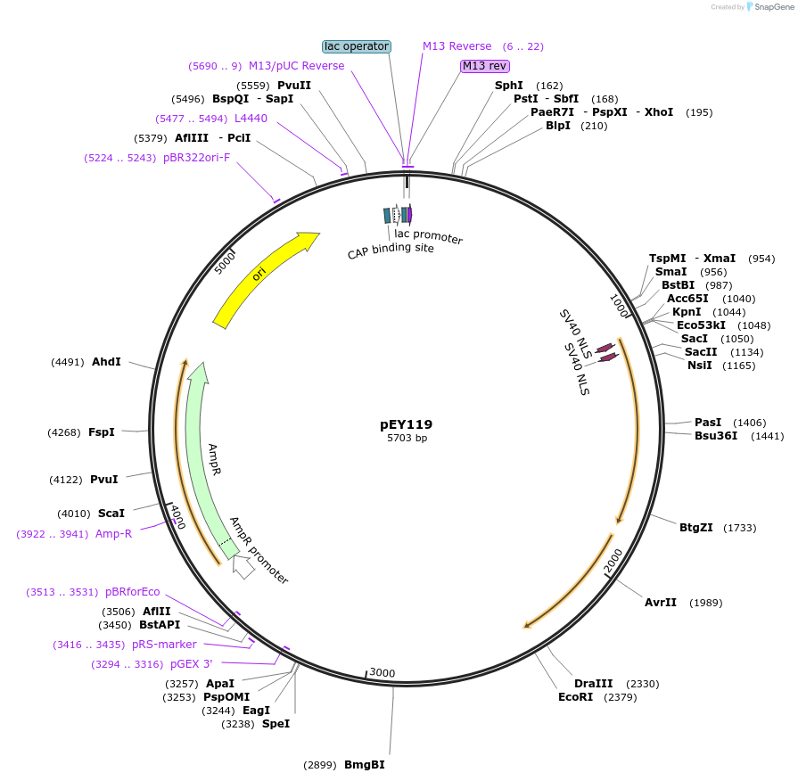 223466-plasmid-map-sequence-id-441668