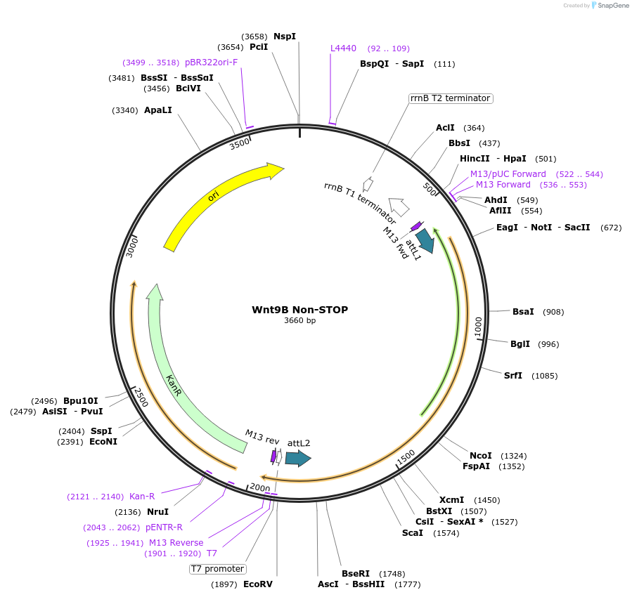 35901-plasmid-map-sequence-id-44167