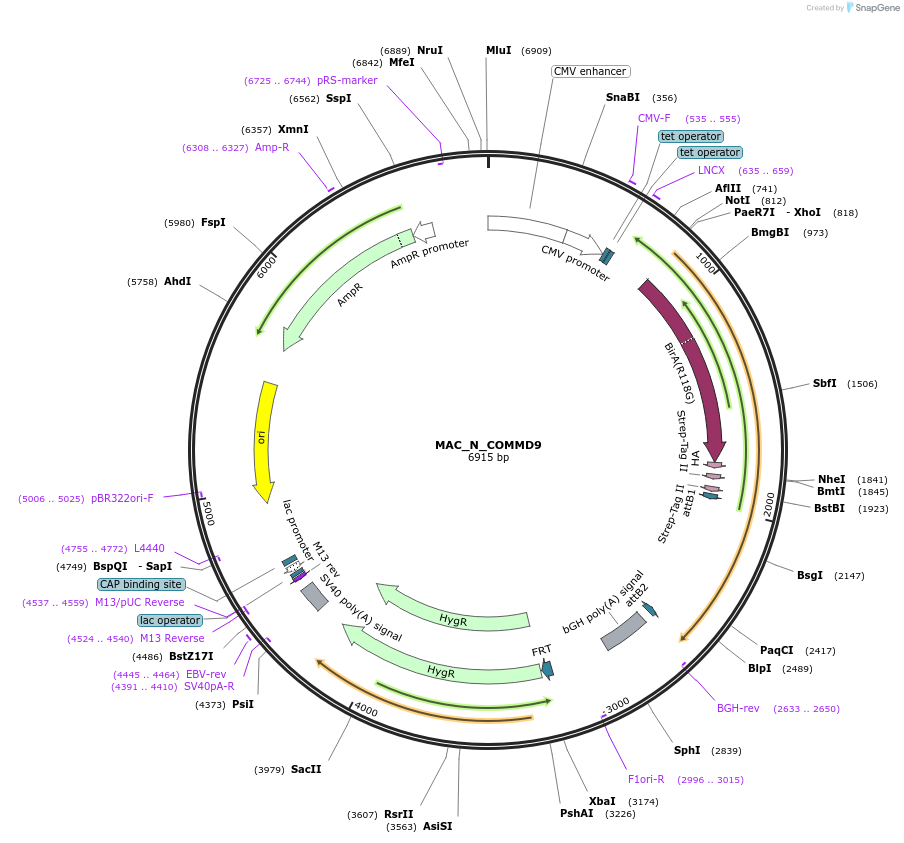 209681-plasmid-map-sequence-id-441670