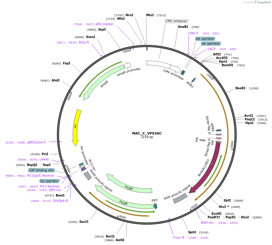 209690-plasmid-map-sequence-id-441674