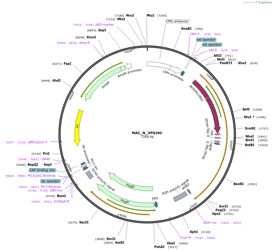 209689-plasmid-map-sequence-id-441676