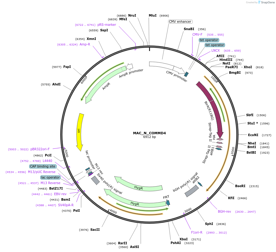 209677-plasmid-map-sequence-id-441677