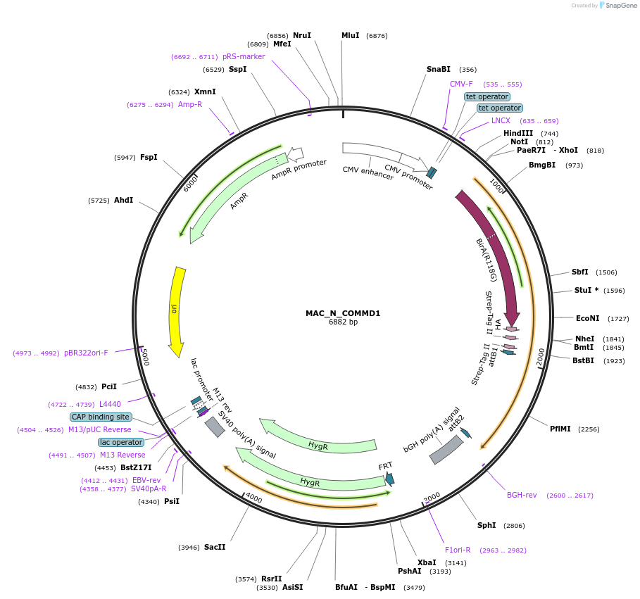 209674-plasmid-map-sequence-id-441679