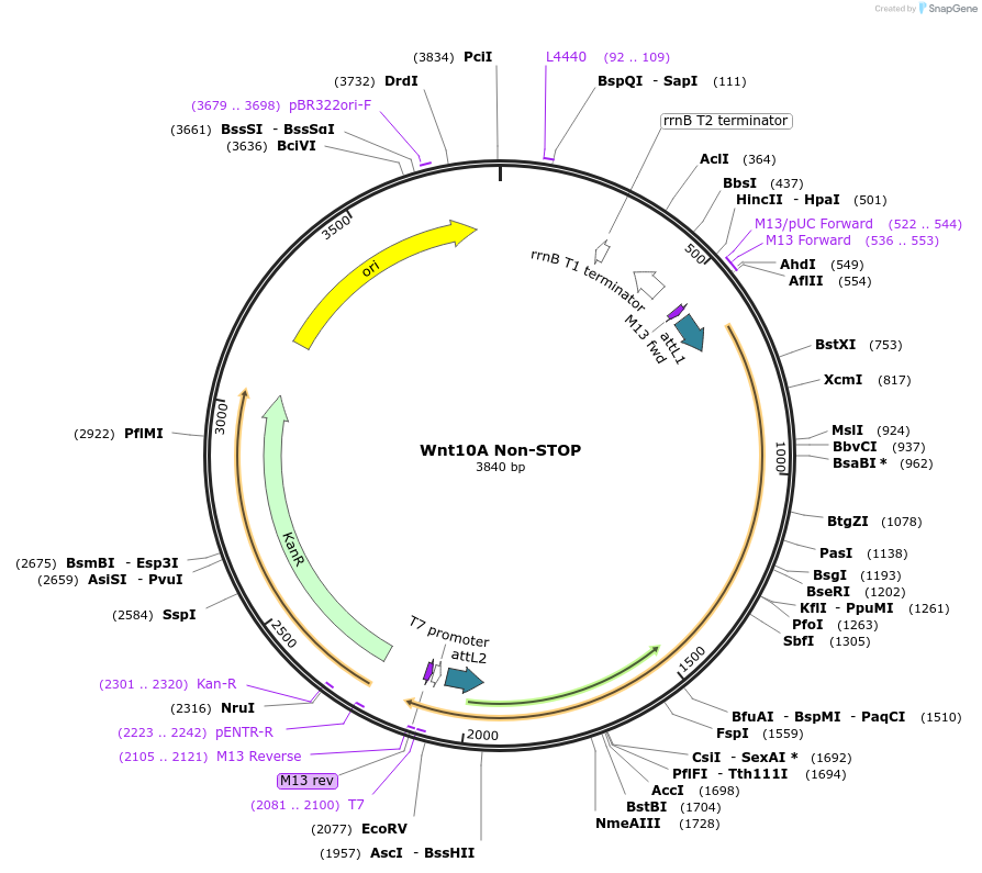35902-plasmid-map-sequence-id-44168