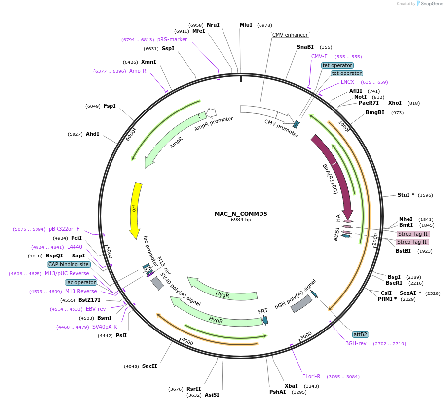 209678-plasmid-map-sequence-id-441680