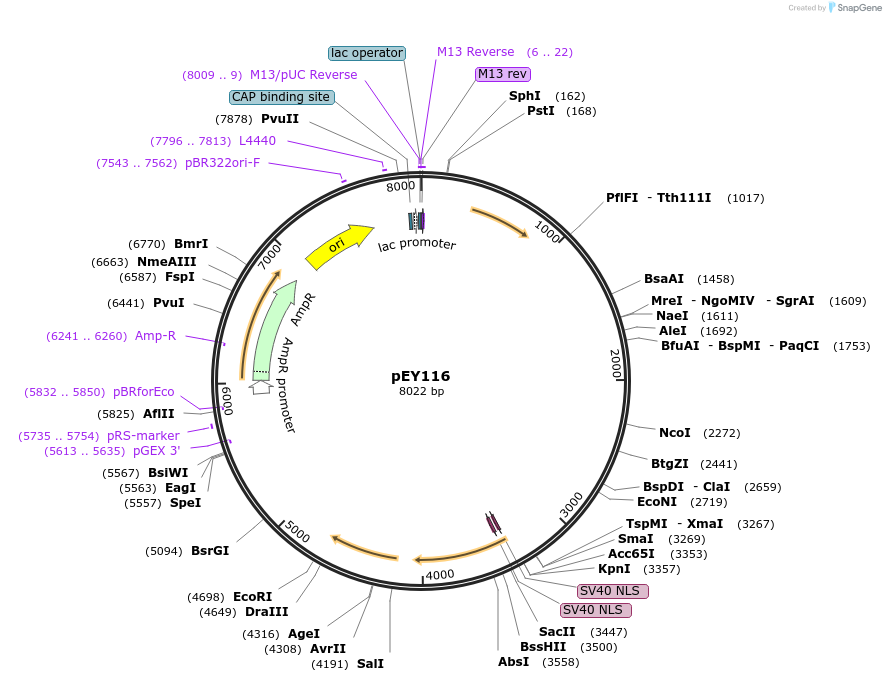 223463-plasmid-map-sequence-id-441684