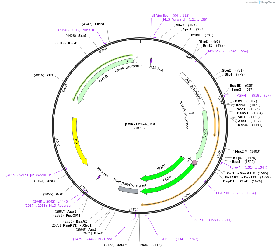217256-plasmid-map-sequence-id-441687