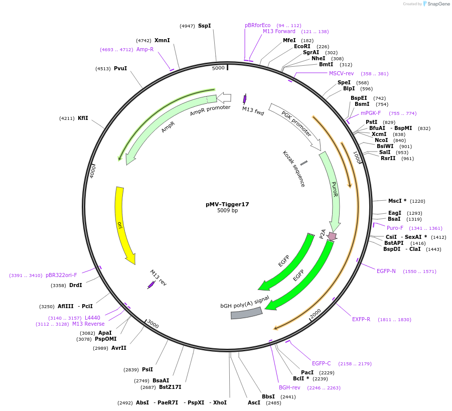 217257-plasmid-map-sequence-id-441688