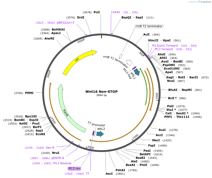 35904-plasmid-map-sequence-id-44170