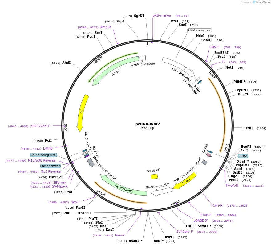 35906-plasmid-map-sequence-id-44172