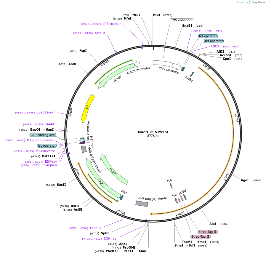 209698-plasmid-map-sequence-id-441731