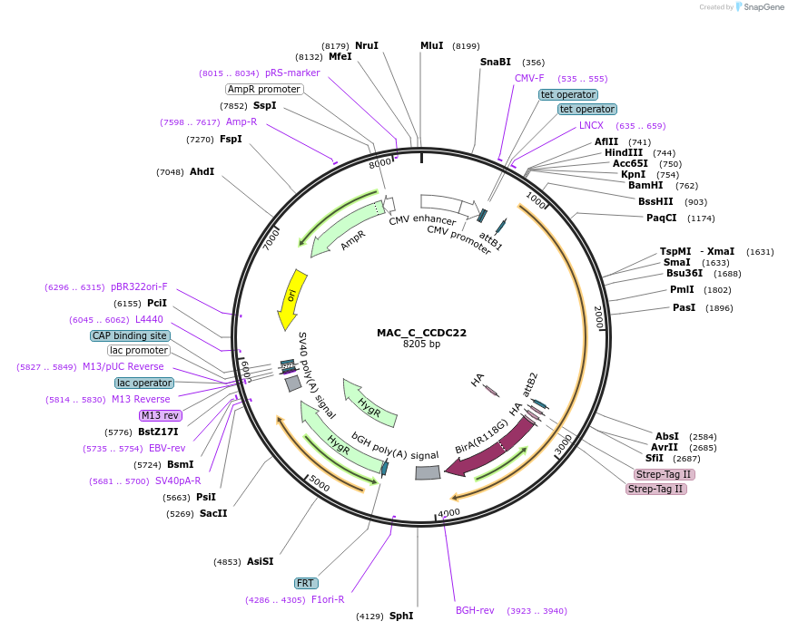 209686-plasmid-map-sequence-id-441737