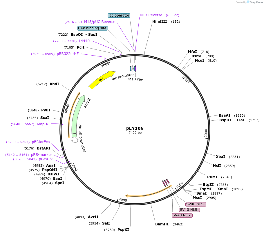 223453-plasmid-map-sequence-id-441740
