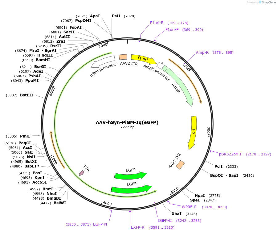 221602-plasmid-map-sequence-id-441742