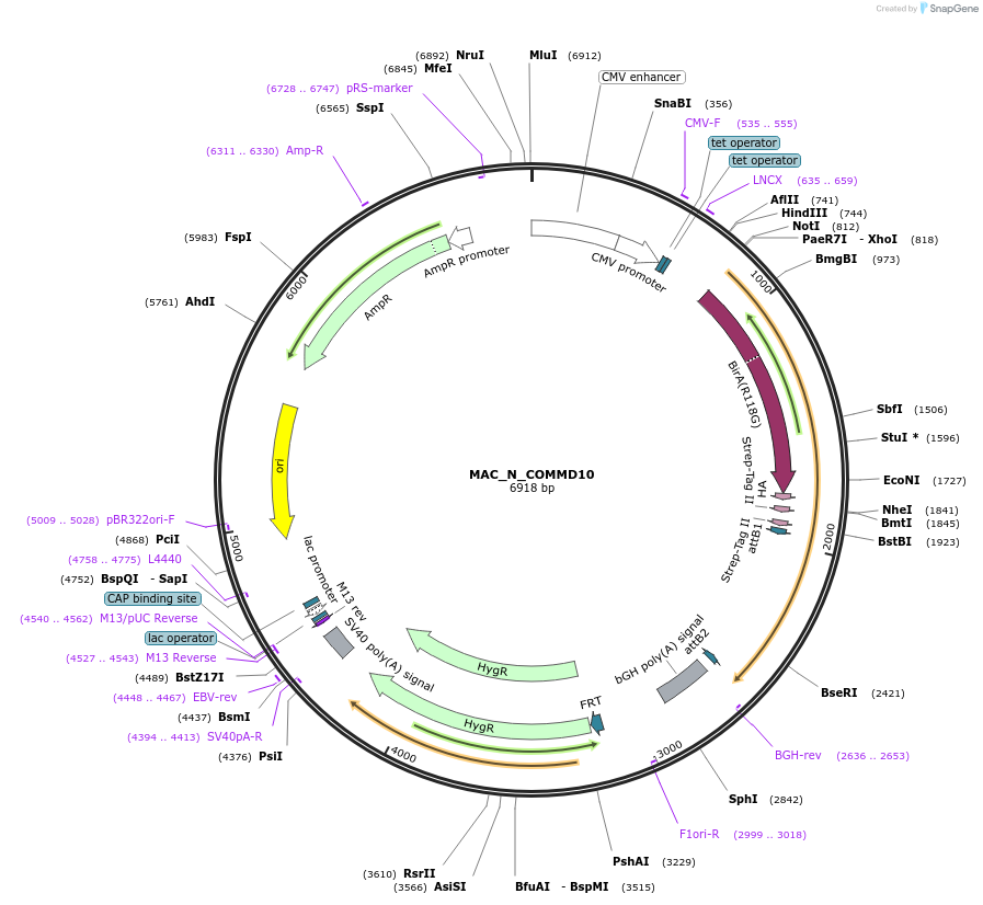 209682-plasmid-map-sequence-id-441748
