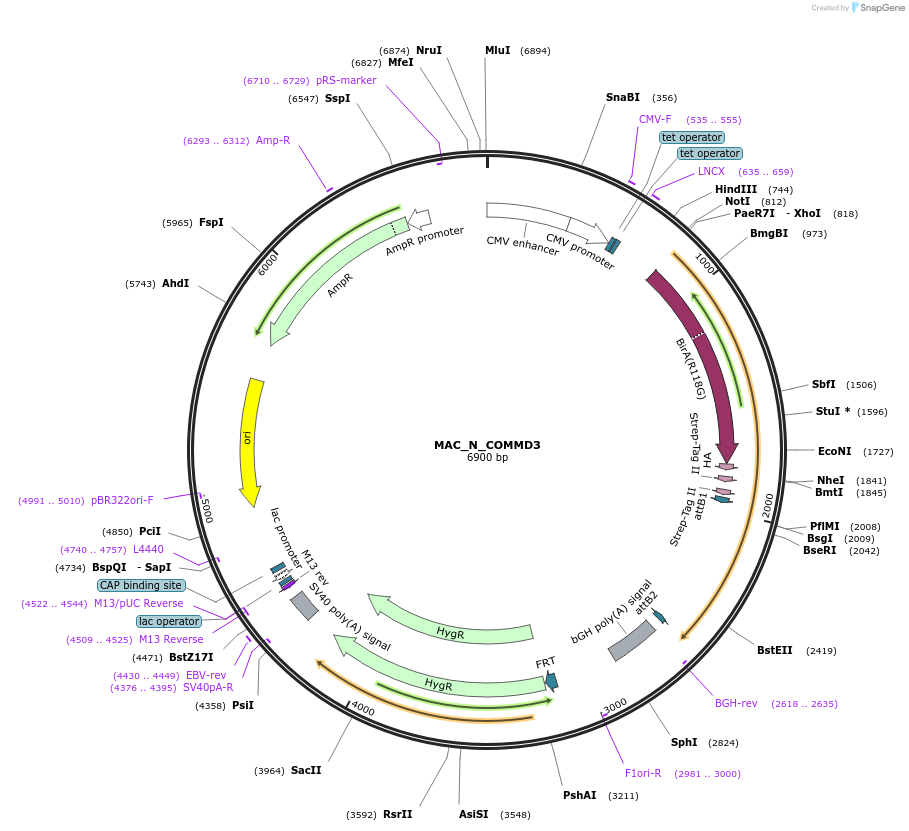 209676-plasmid-map-sequence-id-441751