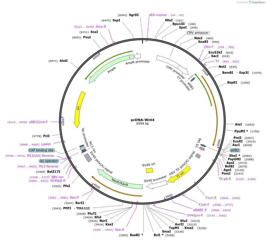 35910-plasmid-map-sequence-id-44176