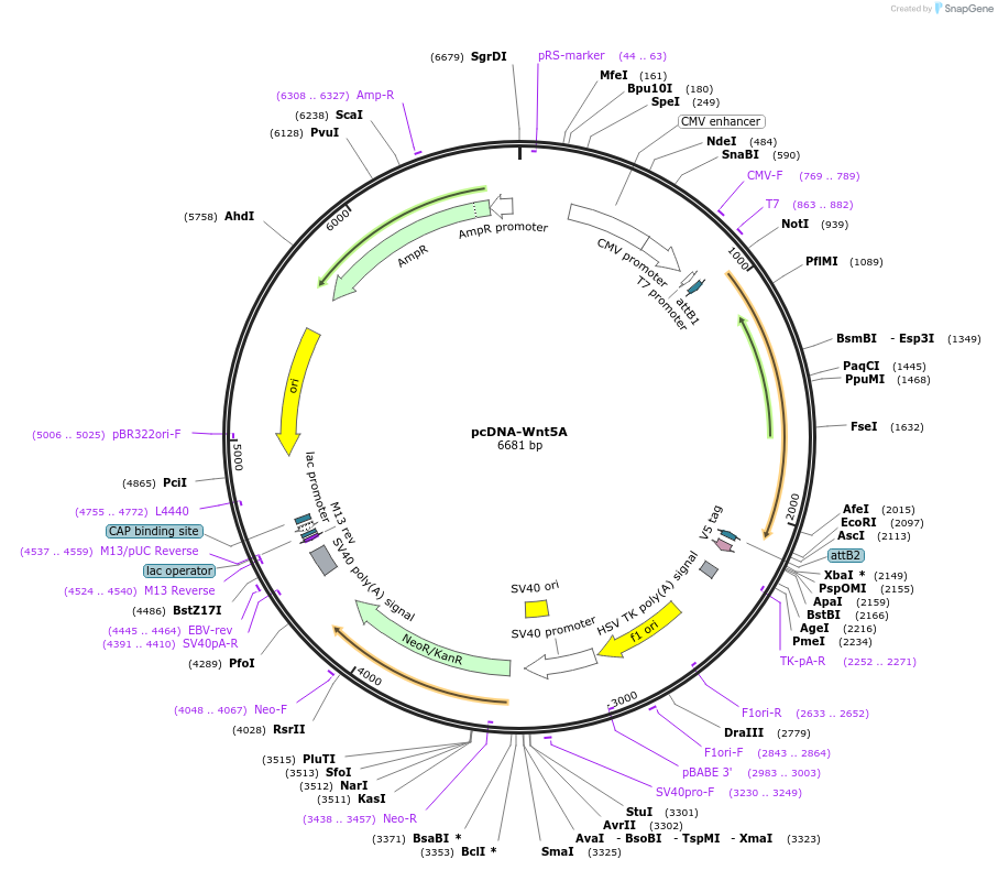 35911-plasmid-map-sequence-id-44177