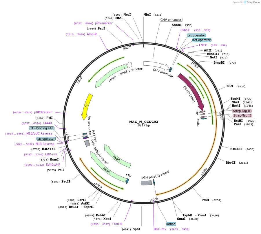 209687-plasmid-map-sequence-id-441773